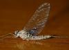 Cloeon dipterum